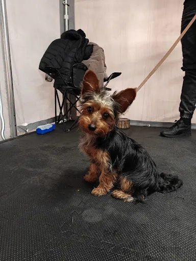 Uważaj bo Cię Chapsne - szkolenie psów - psi trener - psie przedszkole